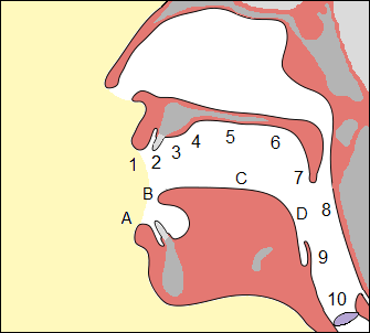 articulation places in mouth  Ian James 2012